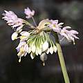 Allium cernuum, Travis Owen