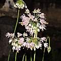 Allium cernuum, Travis Owen