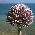 Allium commutatum, Angelo Porcelli [Shift+click to enlarge, Click to go to wiki entry]