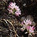 Allium crenulatum, Kathleen Sayce