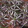 Allium cristophii, Nhu Nguyen