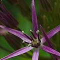 Allium cristophii, David Pilling