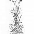 Allium cyaneum, Mark McDonough