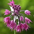 Allium cyathophorum var. farreri, John Lonsdale [Shift+click to enlarge, Click to go to wiki entry]