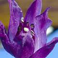 Allium cyathophorum var. farreri, David Pilling