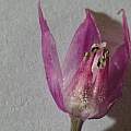 Allium cyathophorum var. farreri, David Pilling