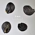 Allium cyathophorum var. farreri seed, David Pilling