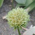 Allium darwasicum, Mark McDonough