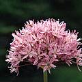 Allium decipiens, Mark McDonough [Shift+click to enlarge, Click to go to wiki entry]