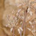 Allium desertorum, Gideon Pisanty [Shift+click to enlarge, Click to go to wiki entry]