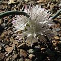 Allium diabolense, Nhu Nguyen [Shift+click to enlarge, Click to go to wiki entry]