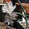 Allium diabolense, Nhu Nguyen