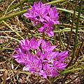 Allium dichlamydeum, Mary Sue Ittner