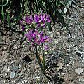 Allium dichlamydeum, Mark McDonough