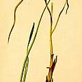 Allium ericetorum, Atlas der Alpenflora
