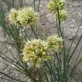 Allium ericetorum, Wietse Mellema