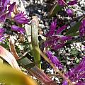 Allium falcifolium, Jane McGary