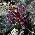 Allium falcifolium, Nhu Nguyen