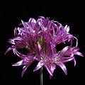 Allium falcifolium, Nhu Nguyen [Shift+click to enlarge, Click to go to wiki entry]