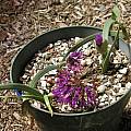 Allium falcifolium, Mary Sue Ittner