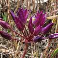 Allium fimbriatum var. fimbriatum, Nhu Nguyen [Shift+click to enlarge, Click to go to wiki entry]