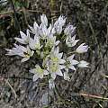 Allium fimbriatum var. purdyi, Bear Valley, Mary Sue Ittner