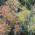 Allium flavum ssp. tauricum 'Cantaloupe' and 'Tan', Mark McDonough