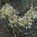 Allium flavum ssp. tauricum 'Drawn Butter', Mark McDonough
