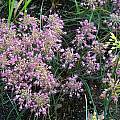 Allium flavum ssp. tauricum 'Lindsey', Mark McDonough