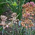 Allium flavum ssp. tauricum, Mark McDonough