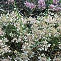 Allium flavum ssp. tauricum 'Pastel Parasol', Mark McDonough