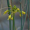 Allium flavum, Mary Sue Ittner