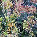 Allium flavum ssp. tauricum - mixed colors, Mark McDonough