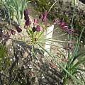 Allium glandulosum, Wietse Mellema