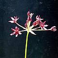 Allium glandulosum, Mark McDonough