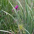 Allium gooddingii, Mark McDonough [Shift+click to enlarge, Click to go to wiki entry]