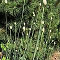 Allium guttatum ssp. dalmaticum, Rimmer de Vries
