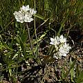 Allium haematochiton, Mary Sue Ittner