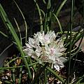 Allium haematochiton, Bob Rutemoeller