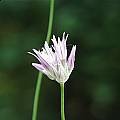 Allium heldreichii