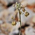Allium hermoneum, Gideon Pisanty [Shift+click to enlarge, Click to go to wiki entry]