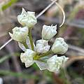 Allium hickmanii, Irene Rosen, Calflora, CC-BY-NC