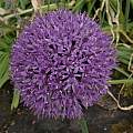 Allium hollandicum