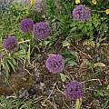 Allium hollandicum, David Pilling