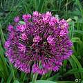 Allium hollandicum 'Purple Sensation', Janos Agoston