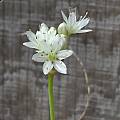 Allium howellii var. clokeyi,  Mary Sue Ittner