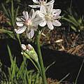 Allium hyalinum, Bob Rutemoeller