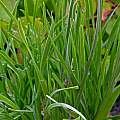 Allium incensiodorum, Tom Mitchell