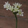Allium jepsonii, Mary Sue Ittner