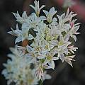 Allium jepsonii, Mary Sue Ittner